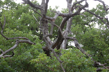 albero ricurvo