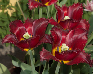 group of flowers of red - Burgundy tulips with green foliage
