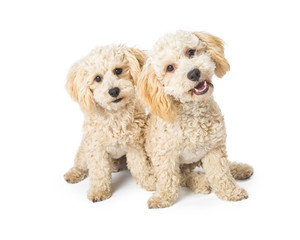 Two Cute Poodle Crossbreed Dogs on White