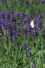 Fototapeta premium butterfly and lavender