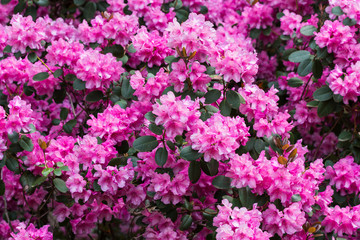 Pink Rhododendron In Spring