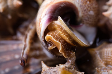 Sea snail,close up