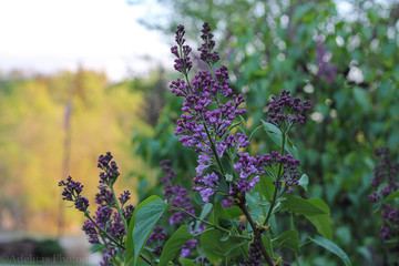 Lilac blossoms
