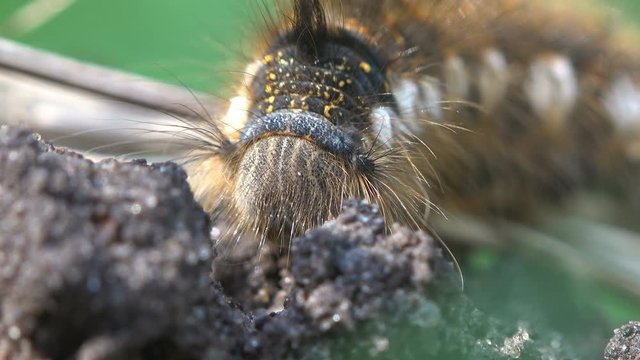 shaggy caterpillar sitting on ground on green background, insect macro in forest
