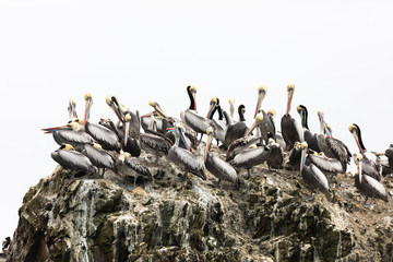 Ballestas Islands, Per&ugrave;
