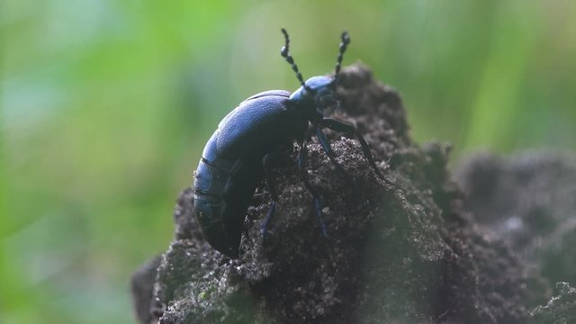 Big black beetle creeps in the green grass, American Oil Beetles are type of Blister beetle, macro insect