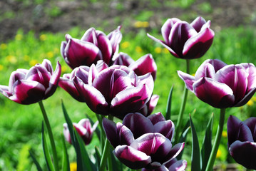 яркие тюльпаны