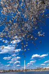 APRIL 10, 2018 - WASHINGTON D.C. - Washington Monument framed by Cherry Blossoms on Tidal Basin,...