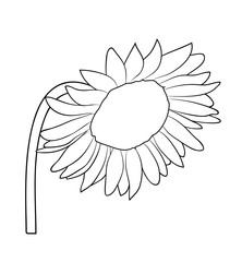 Vector illustration, isolated sunflower in black and white colors, outline hand painted drawing