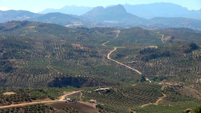 Olive Groves in the Countryside at Olvera, Spain