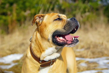 The portrait of a fawn Ca de Bou dog (Mallorquin mastiff) with a leather collar posing outdoors in spring