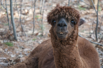 Brown Alpaca