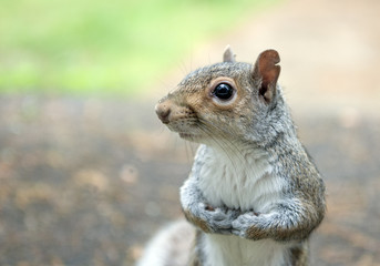 Close up of Squirrel