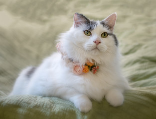 Cat with Flowers