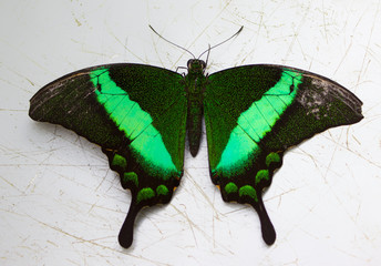 Papilio palinurus on the desk