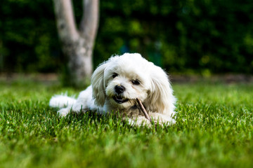 Bruno, Maltańczyk, Szczeniak, Maltese, Puppy,  © Dawid