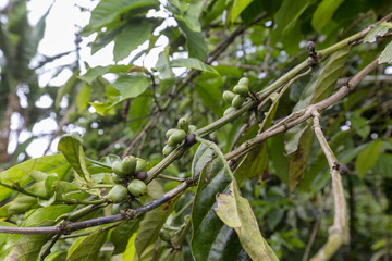 Green wild coffee beans growing on the slopes of Kelimutu mountain in Flores, Indonesia.