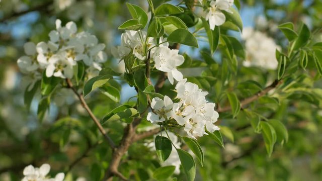 Flowers of wild pear in spring