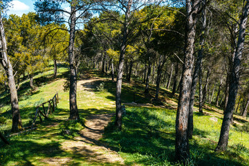 forest path leading through the green forest