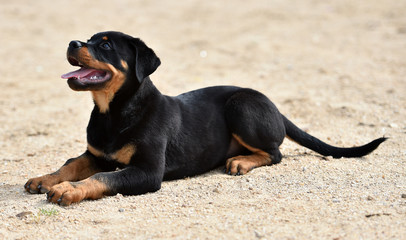 rottweiler