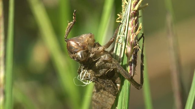 Birth insect dragonfly. An adult dragonfly has just emerged from its larval skin and is waiting for the wings to expand and dry. Third instar. Macro