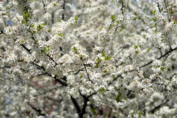 Blossoming apple tree background.