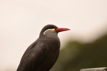 インカアジサシ