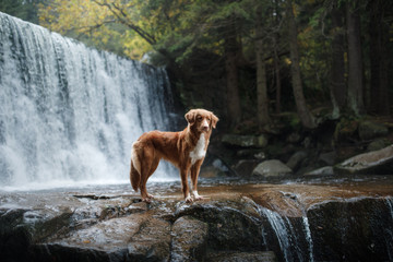 A dog by the waterfall. Pet on the nature by the water, Healthy lifestyle. Traveling with the pet....