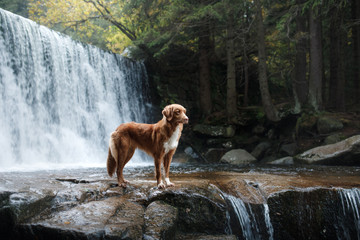 A dog by the waterfall. Pet on the nature by the water, Healthy lifestyle. Traveling with the pet. Nova Scotia Duck Tolling Retriever, tolller.