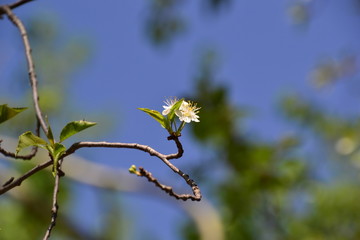 Tree Blossoms 1