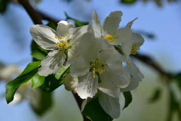 Tree Blossoms 5