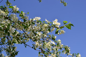 Tree Blossoms 6