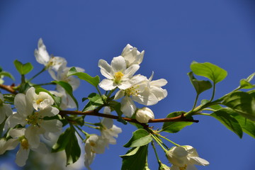Tree Blossoms 7