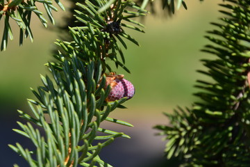 Developing Pine Cone