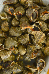 Shellfish Marine animals