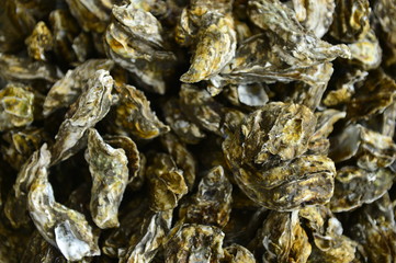 Shellfish Marine animals