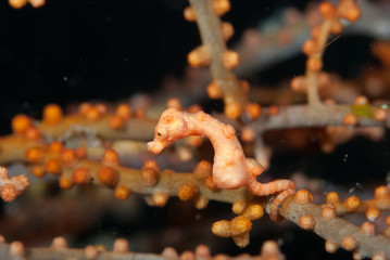 Denise Pygmy Seahorse © Francesco
