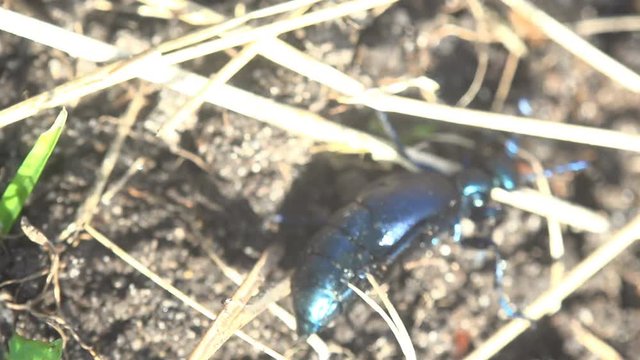 Big black beetle creeps in the green grass, American Oil Beetles are type of Blister beetle, macro insect