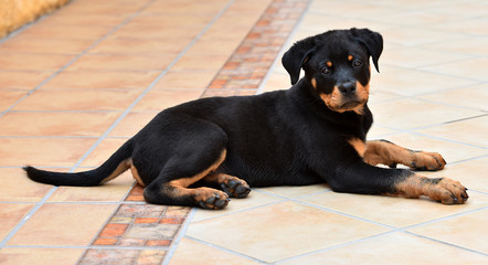 rottweiler