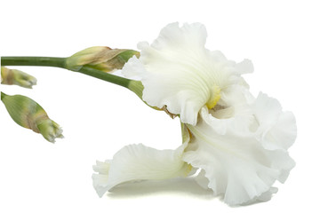 Flower of  white iris close-up, isolated on white background