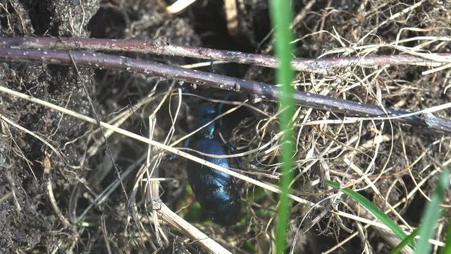 Big black beetle creeps in the green grass, American Oil Beetles are type of Blister beetle, macro insect