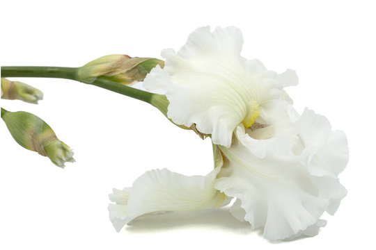 Flower of white iris close-up, isolated on white background