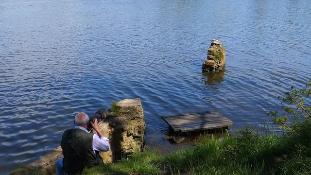 Senior wildlife photographer is taking pictures of water birds on the piece of old masonry in the lake with professional camera and camouflaged telephoto lens