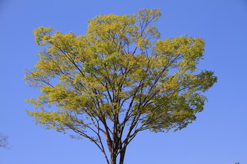 青空と木