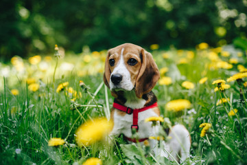Cute little beagle dog sitting among yellow flowers in green grass in the park. Outdoors....