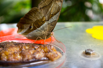 Detail of close morpho peleides on a glass bowl