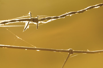 alambrada araña