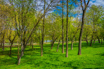 Beautiful outdoor view of trees and gress grass located in the park close to the river Svisloch in the Victory Park in Minsk