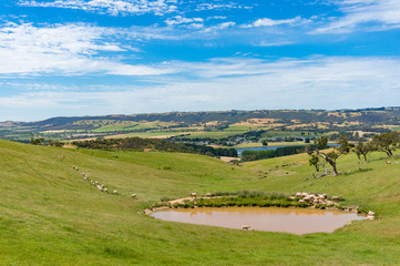 Fototapeta na wymiar Agriculture landscape of paddock with sheep stock