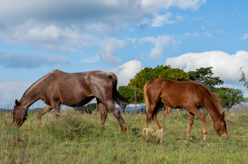 Caballos comiendo 